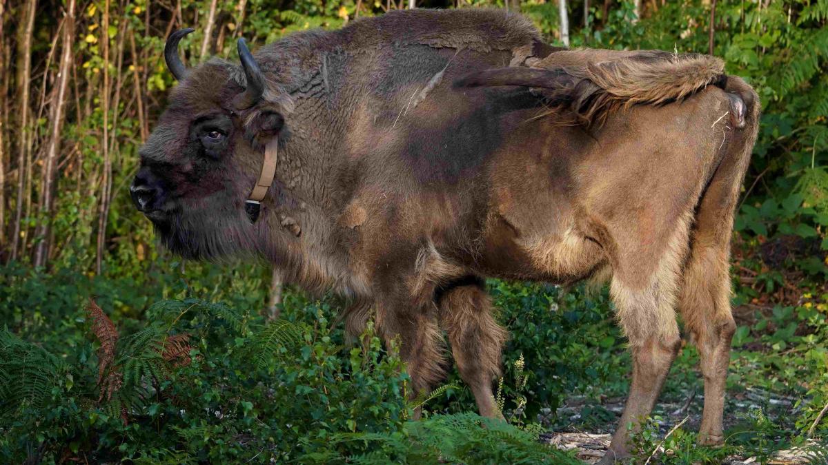 One of four bisons explores her surroundings as they are released into West Blean and Thornden Woods, near Canterbury in Kent, in 2022.