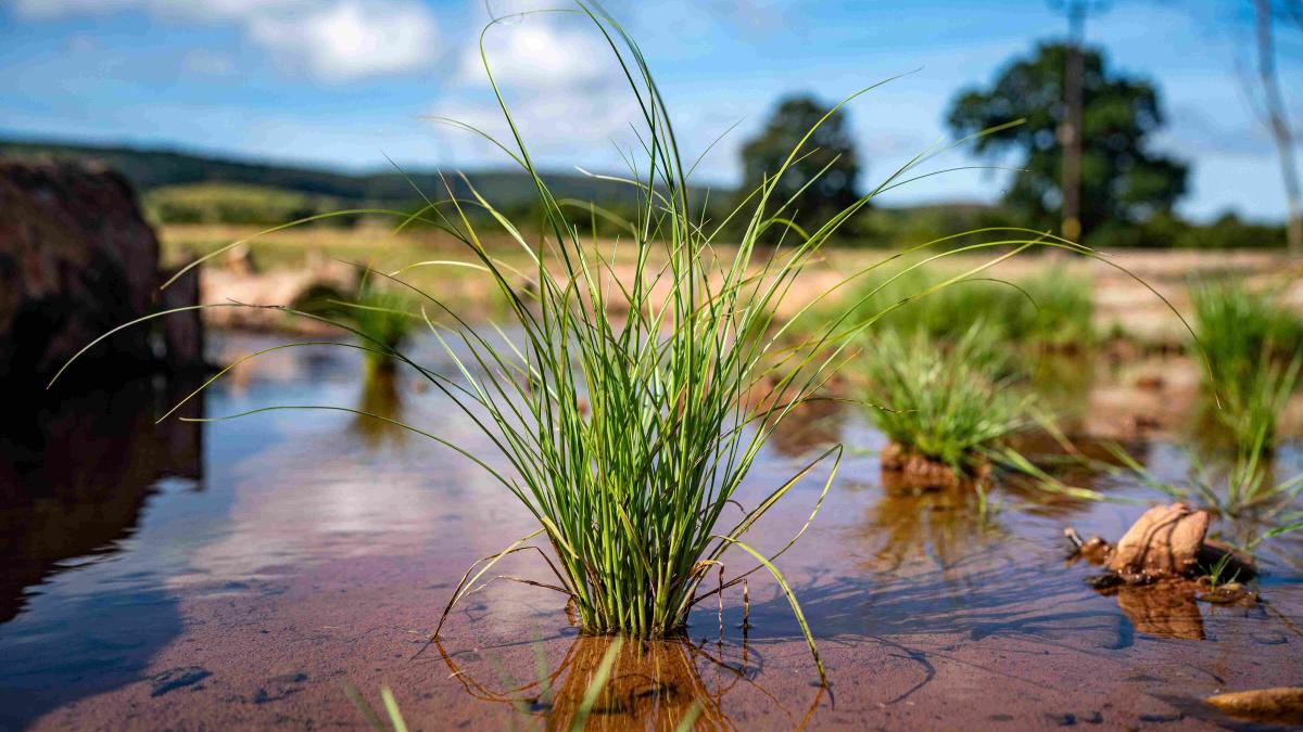 Plants and wildlife thrive on the River Aller on National Trust Holnicote Estate, Exmoor, Somerset (UK).