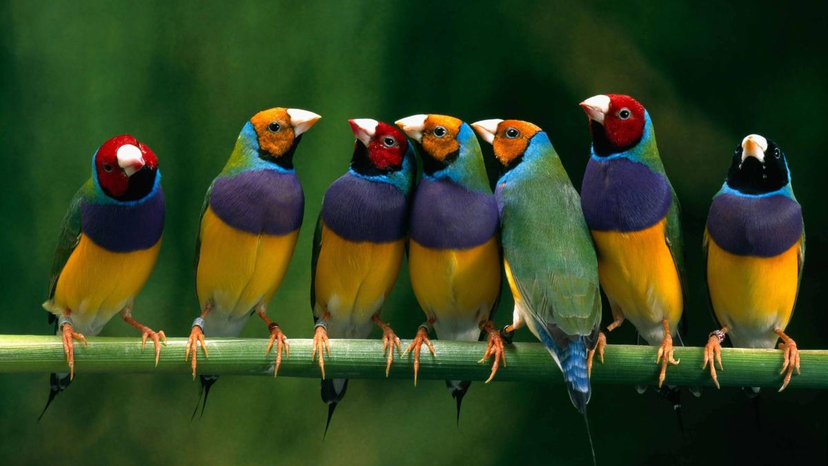 Gouldian finches.