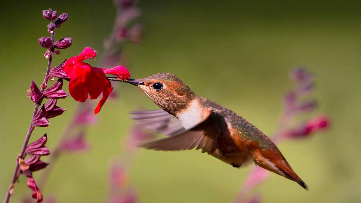 Allen's hummingbird feeding and pollinating midflight. 