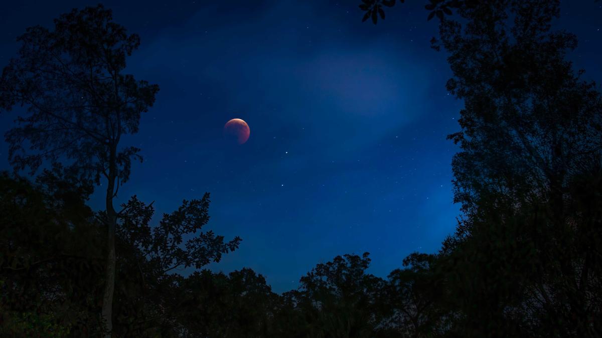 A blood moon lunar eclipse, Everglades, Florida.