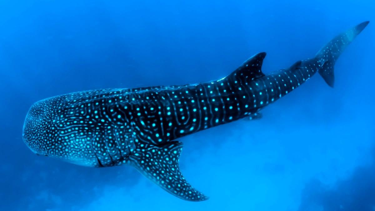 The whale shark is the largest known fish.