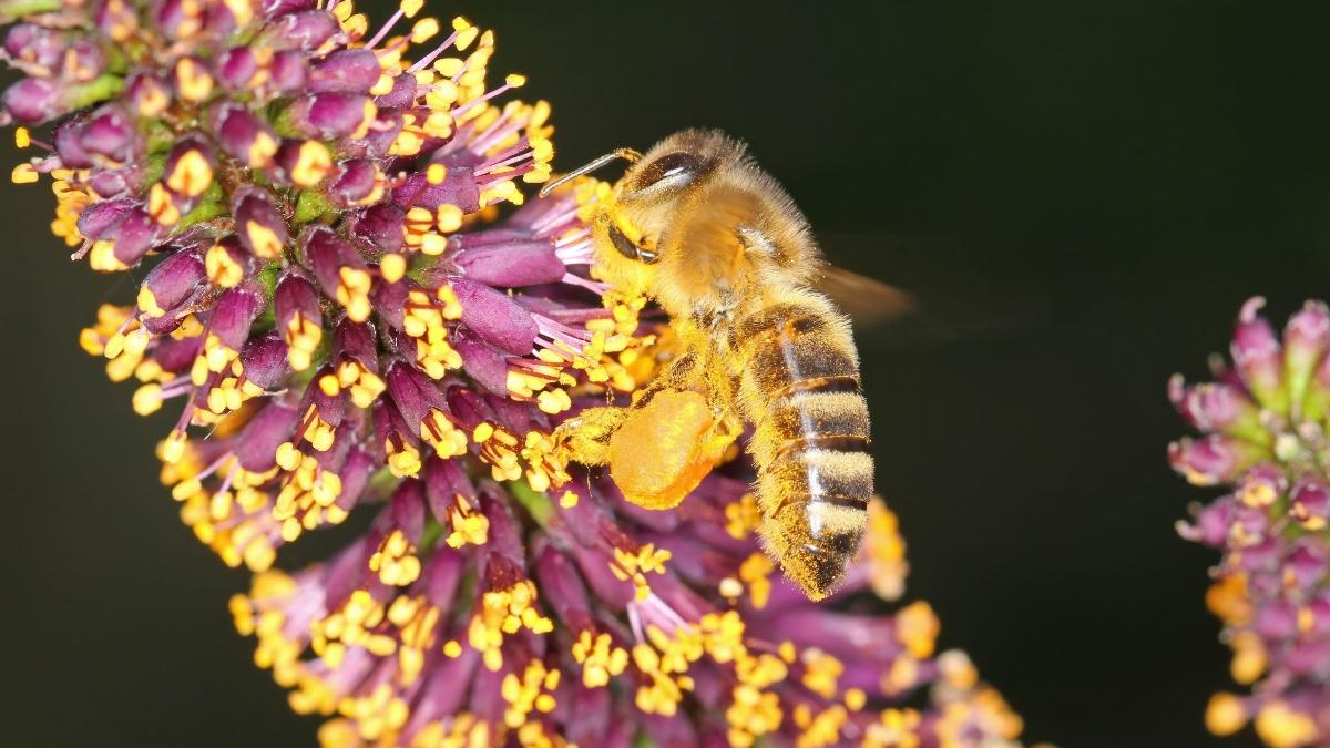 A honeybee collects pollen from the flowers of desert false indigo. 