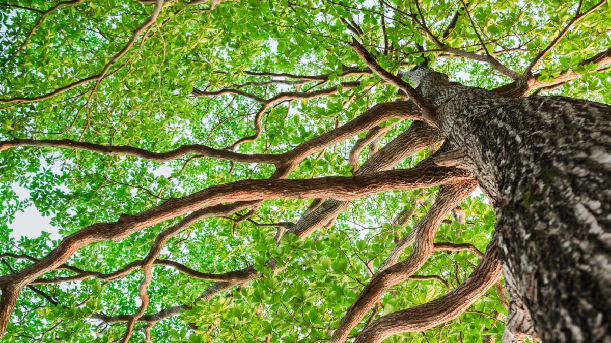 Planting of Survivor Tree Sapling in Boston - Tree Topics