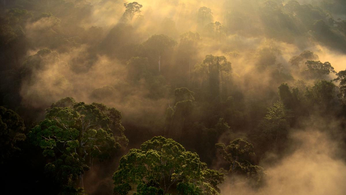 Saving and restoring tropical forests has enormous value for the planet and  the economy