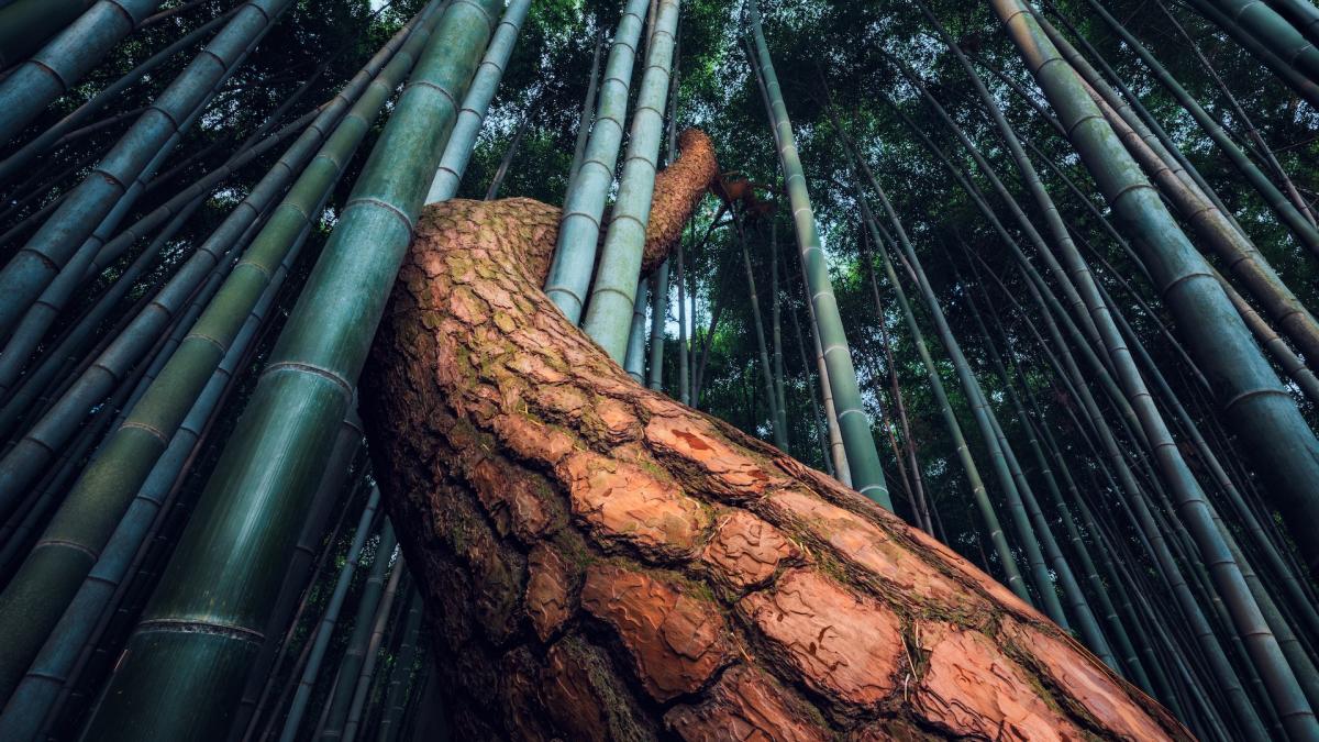 Bamboo education: Learning the environmental benefits of bamboo