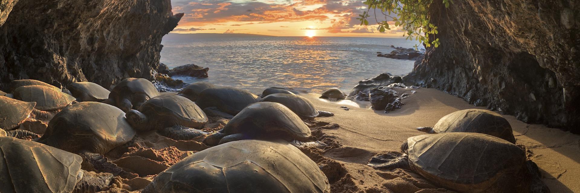 Hawaiian green sea turtles