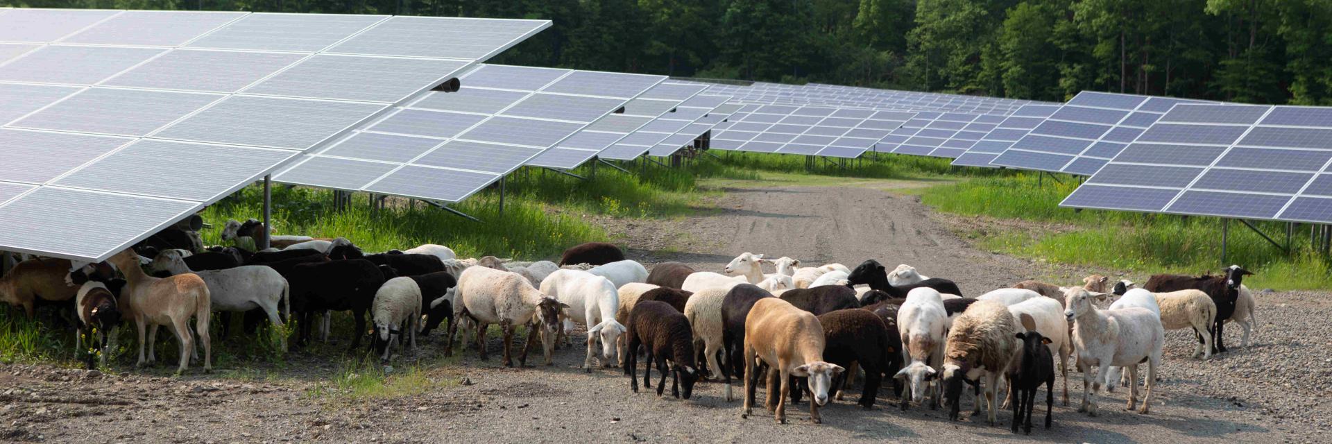 Sheep grazing and using solar panels for shade on an agrivoltaic farm. 