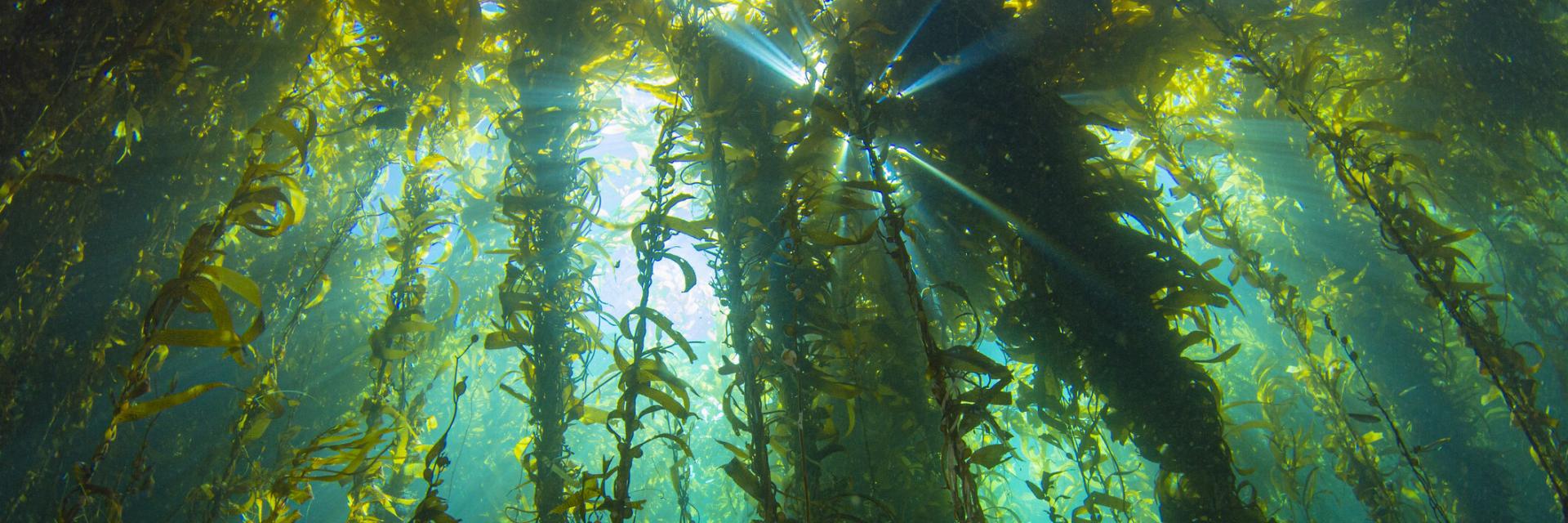 A sunburst shines through an underwater photo of a kelp forest in Santa Barbara, California.