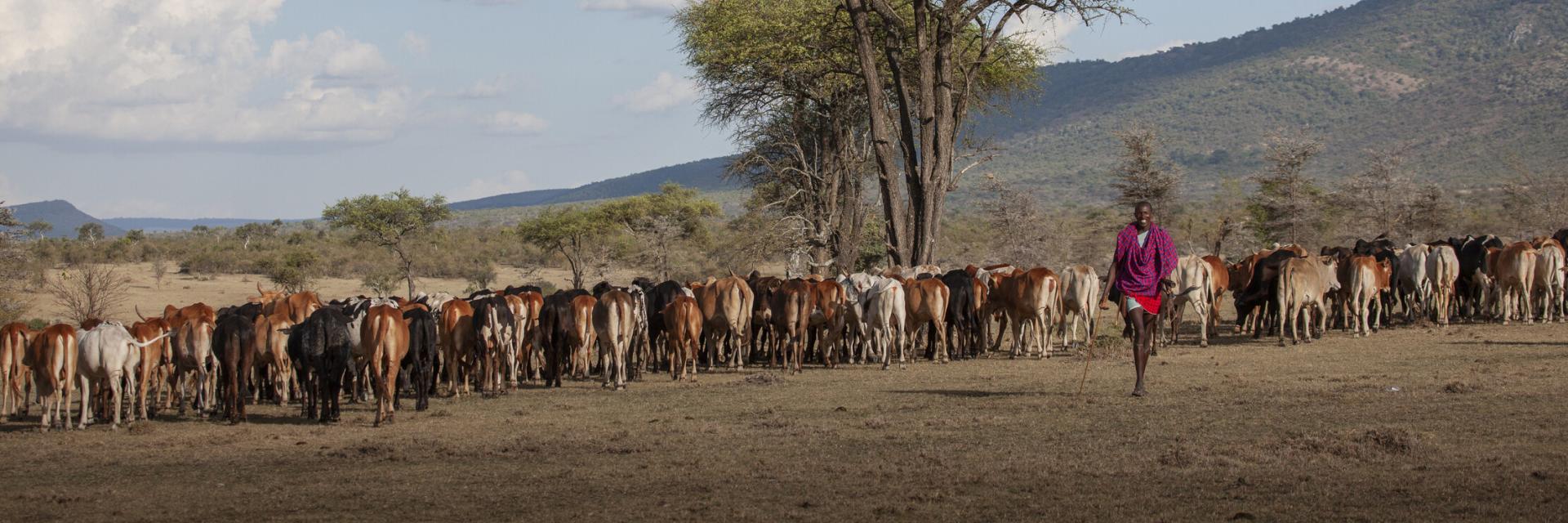 A Maasai shepherd with traditional clothes watching cows in Masai Mara National Reserve.