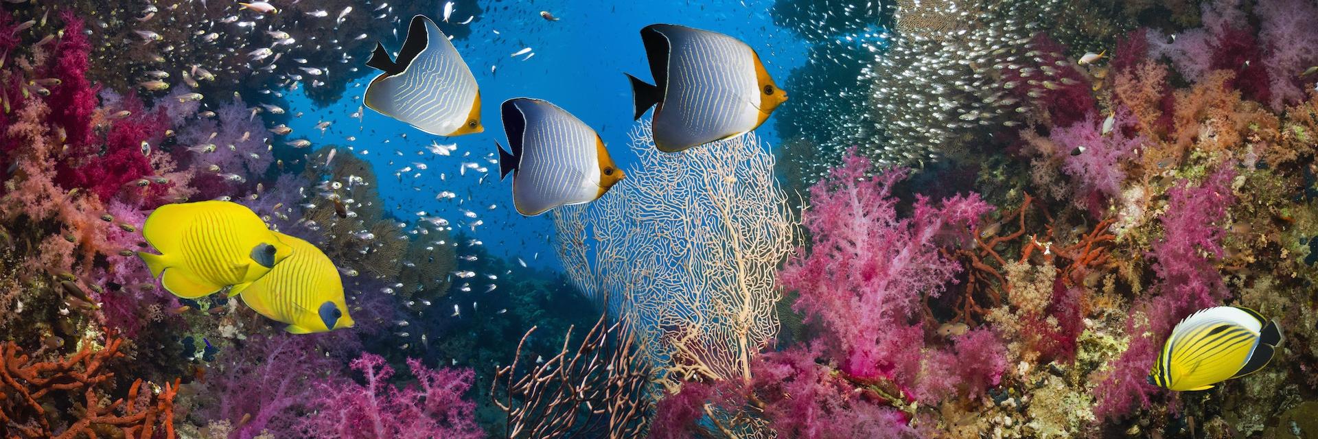 Coral reef scenery with a pair of golden butterflyfish