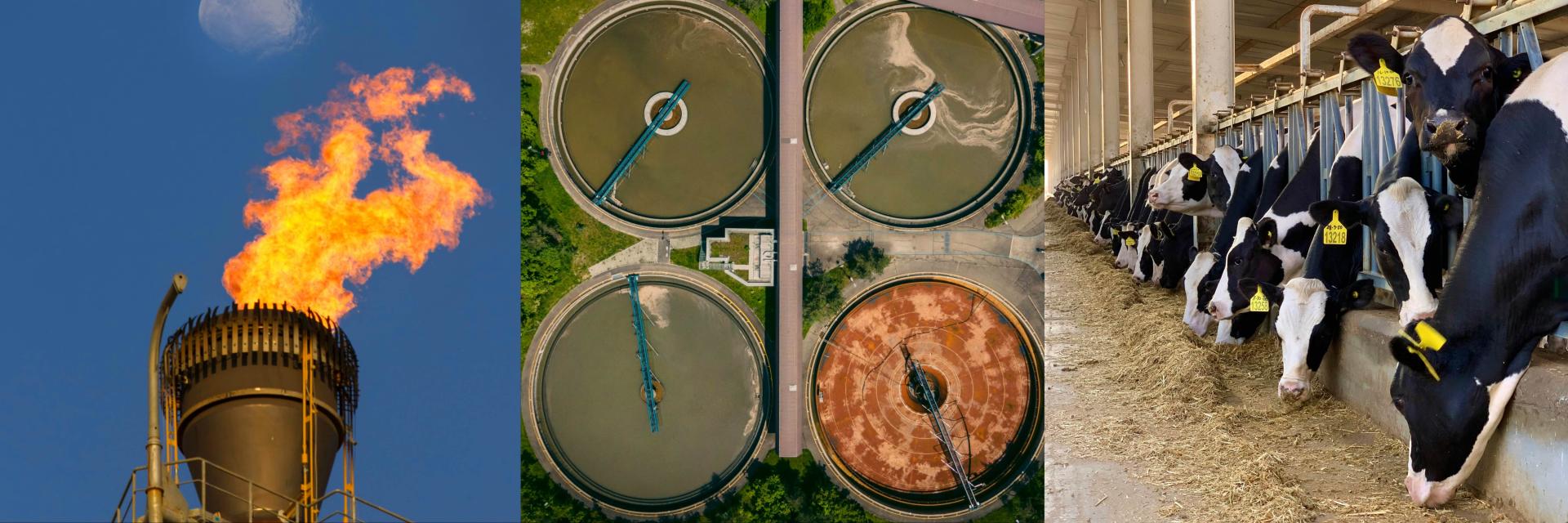 Natural gas flaring, waste water treatment plant, and cows in a feedlot. 