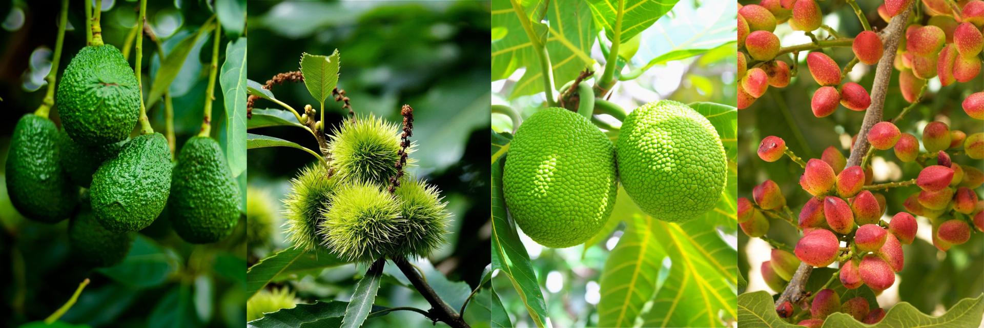 Photos of avocados, breadfruit, chestnuts, and ripe pistachios on trees.