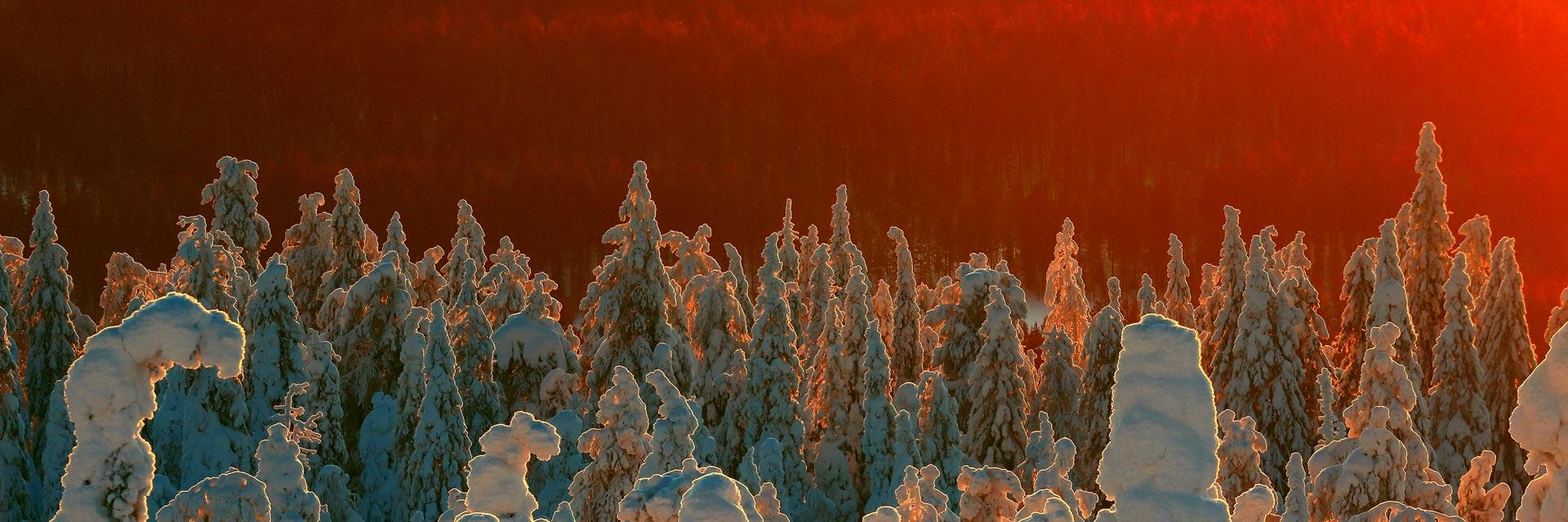 Snow-covered taiga forest in Finland.