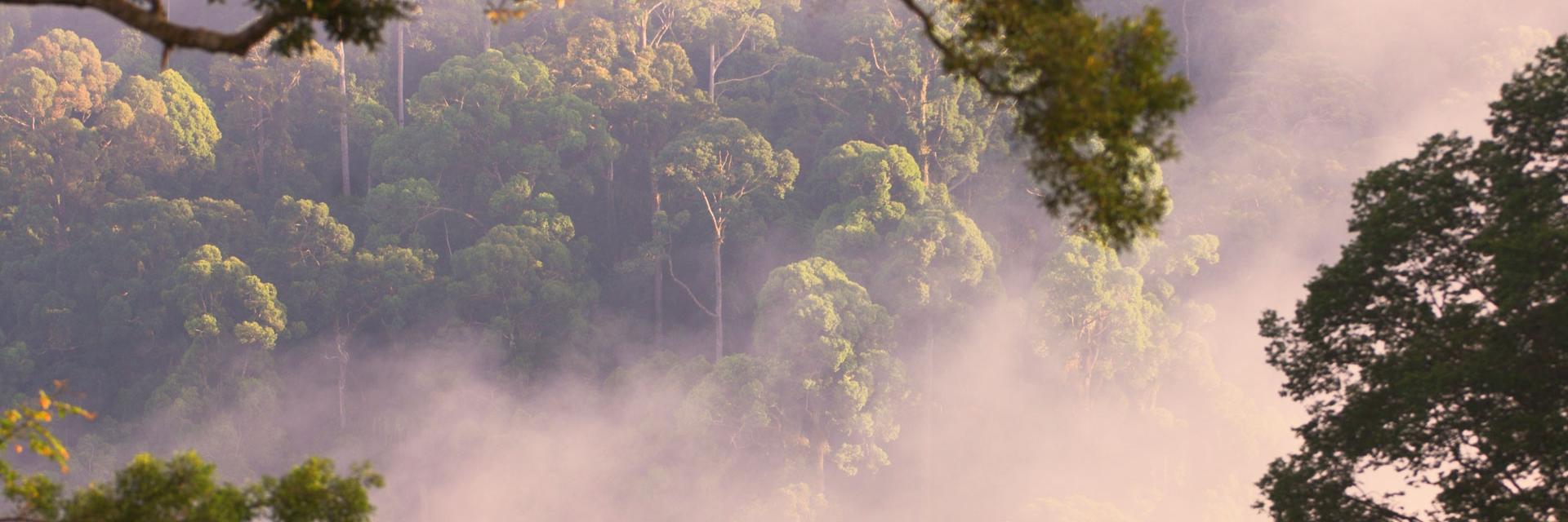 Early morning mist rising from the canopy of the lowland forest in the Danum Valley, Sabah, Borneo.