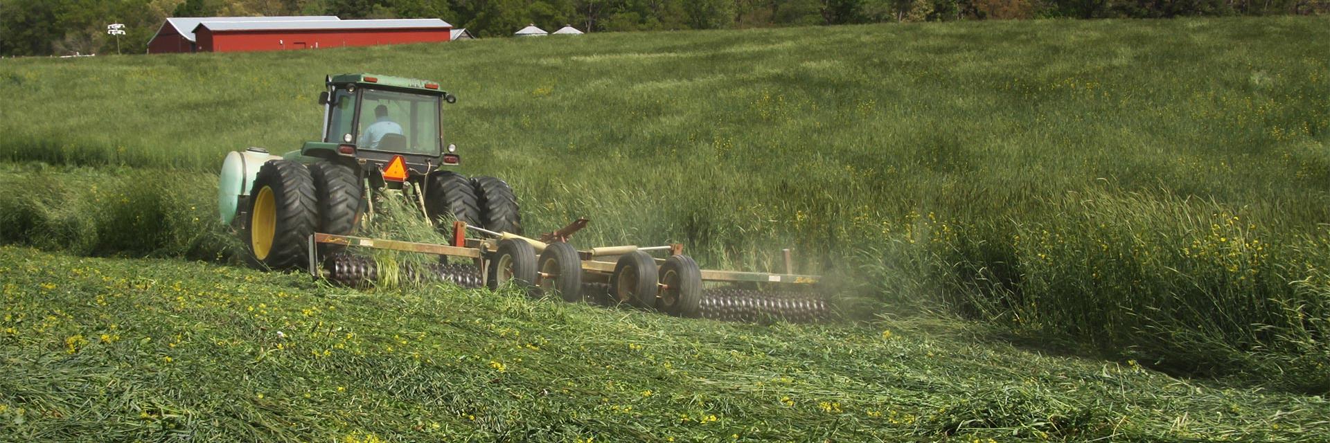 A producer in Stanly County, North Carolina, rolls down a cover crop just minutes before planting corn.