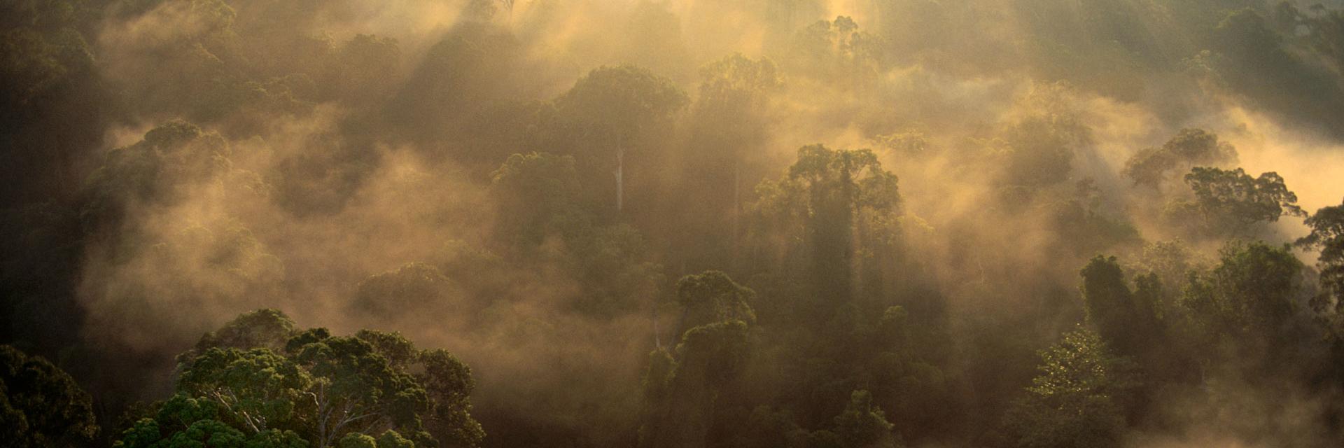 Sunrise over lowland rainforest in the Danum Valley in Borneo.