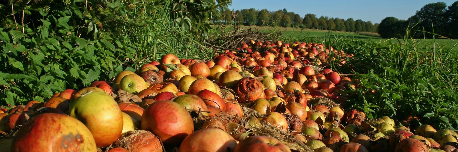 A large row of apples rotting in a field.