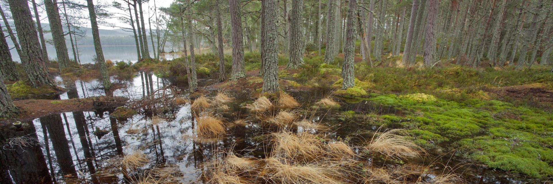 wetland pictures