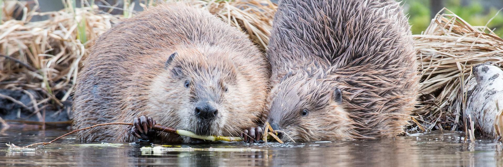 Eurasian beavers: a keystone species that keep waterways clean