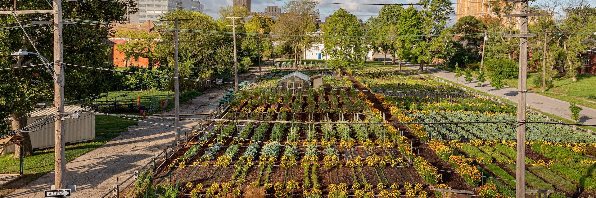 How Urban Farms Are Changing the Way We Eat - Eater