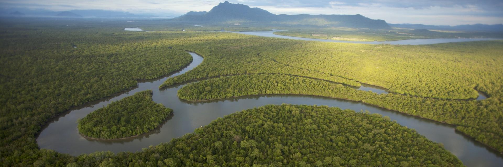 Mangroves