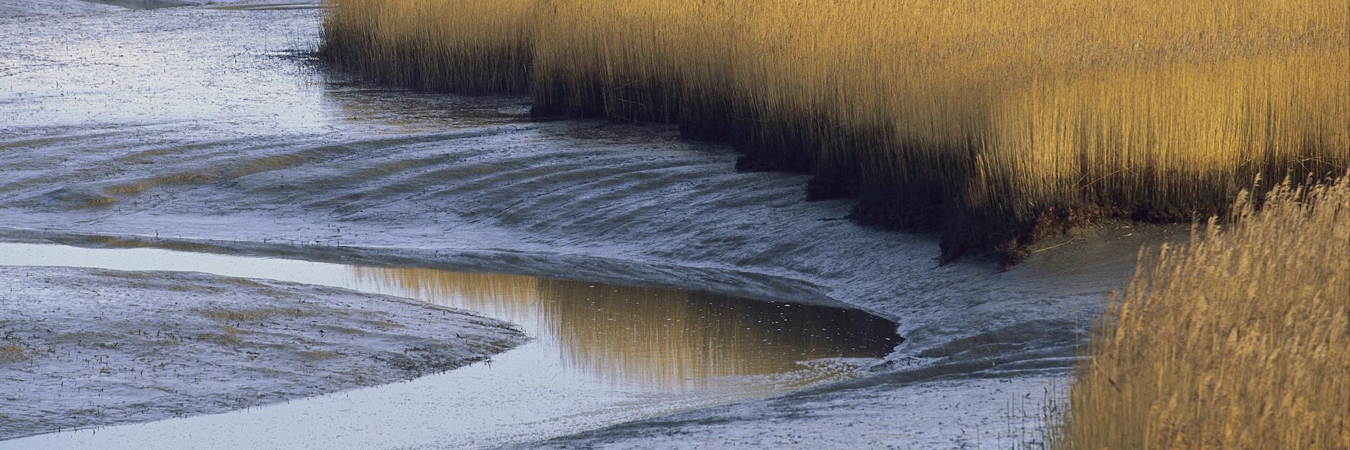 saltwater marshes