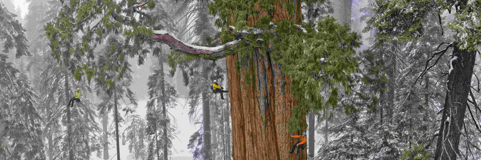 Scientists measuring the health and caliper of the largest trees on earth.