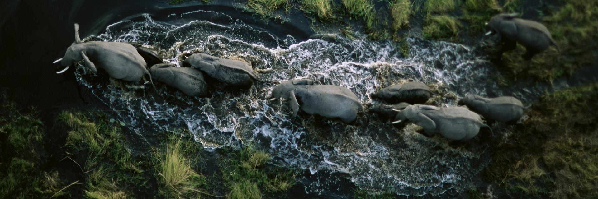 A family of elephants returning to dry brushland.